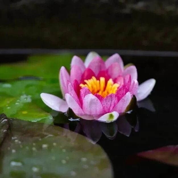 能如是,则为世间善人