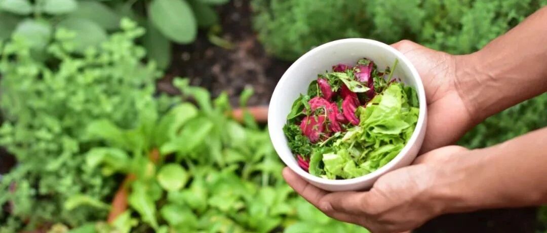 给吃素的朋友提供一个食物营养目录,缺什么就照着吃