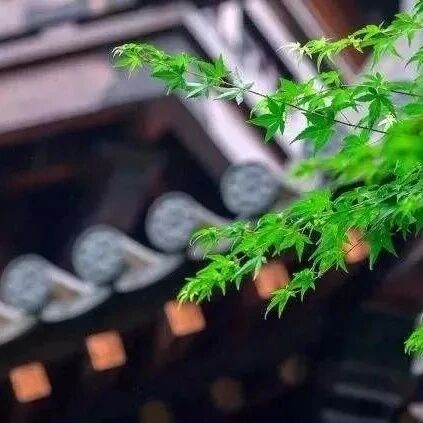 为什么出家人不能给别人算命看相?