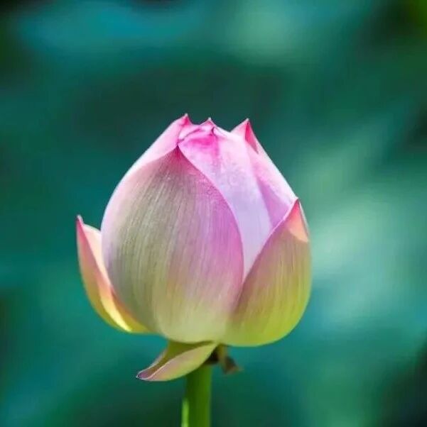 为何你做了这么多,却“实无功德”?