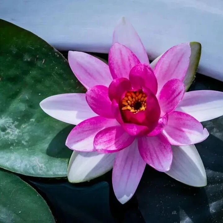 什么是善知识?善知识的判断标准是什么?