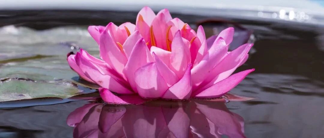 在家居士不小心犯戒后,应当如何进行补救?