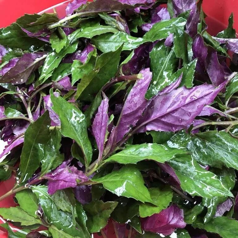 4种蔬果被挂在黑榜,尤其第1种,是含有一定致癌成分的蔬菜!