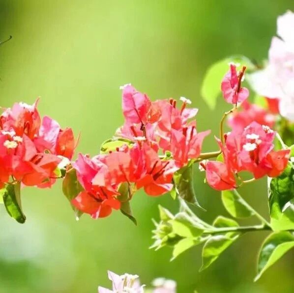 经常用艾草煮水,竟会有这些“神奇功效”!