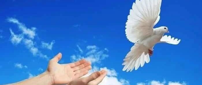 庆生贺寿不宜杀生