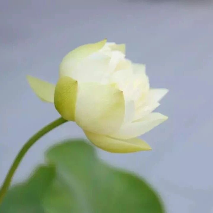 菩提自性,本来清净,但用此心,直了成佛