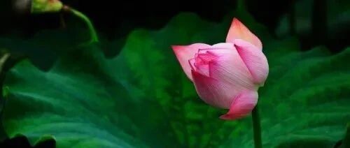 延参法师:充满希望的生命愿景