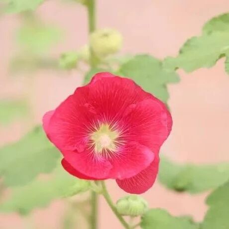 学习价值的积极认同