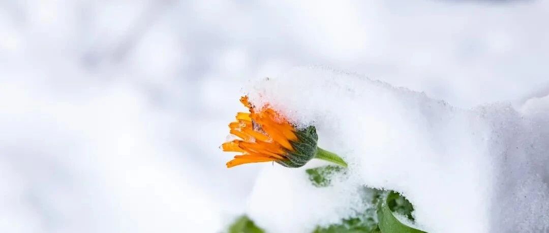 在一场惊艳的雪境中,把爱放大