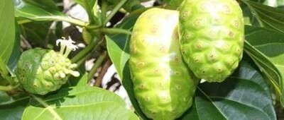 诺丽果酵素:为什么说诺丽是男人的加油站,女人的美容院!