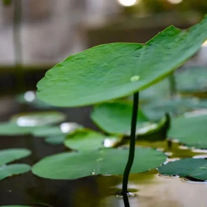 管好自己的贪嗔痴,便是在努力出离!