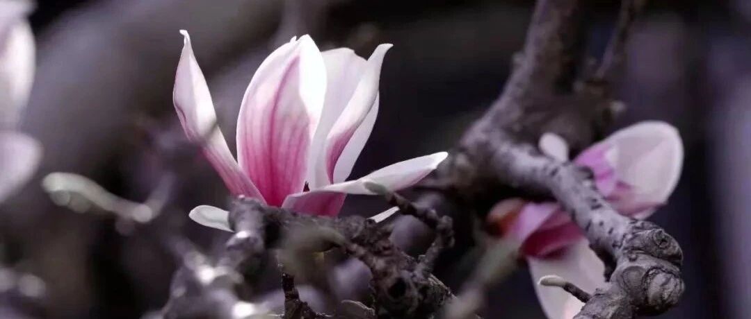 “有一头母牛,一天当中连杀三人,是什么样的因缘,而有如此的果报?”