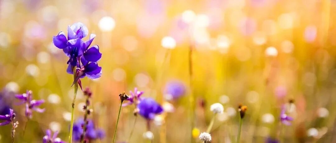 念什么回向功德最大?