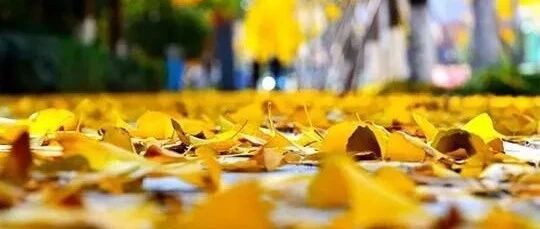 吃肉是吃母亲肉 众生无知实堪哀