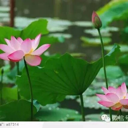 若睡前一念为善,则整夜睡眠中的心念都会停留在善念上,反之亦然